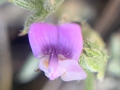Astragalus kentrophyta tegetarius