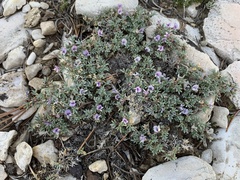 Astragalus kentrophyta tegetarius
