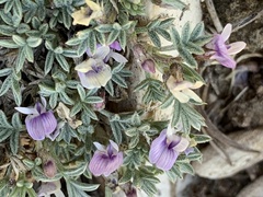 Astragalus kentrophyta tegetarius