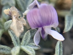 Astragalus kentrophyta tegetarius