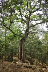 Quercus canariensis