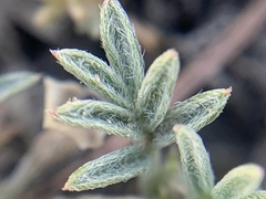 Astragalus kentrophyta tegetarius