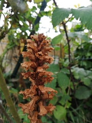 Orobanche hederae