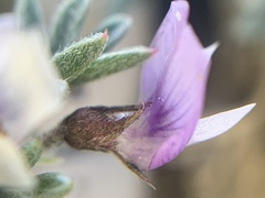 Astragalus kentrophyta tegetarius