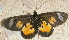 Acraea vumbui