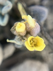 Physaria kingii