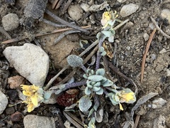 Physaria kingii