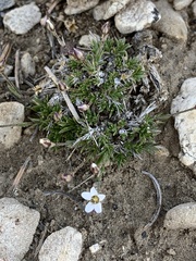 Eremogone kingii compacta