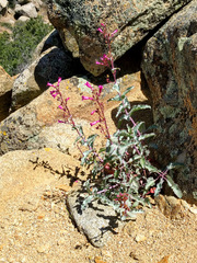 Penstemon clevelandii clevelandii