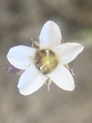 Eremogone kingii compacta