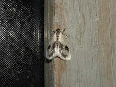 Cliniodes ostreonalis