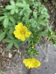Potentilla intermedia