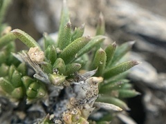 Eremogone kingii compacta