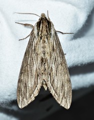 Sphinx canadensis