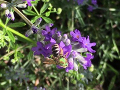 Agapostemon virescens