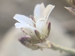 Eremogone kingii compacta