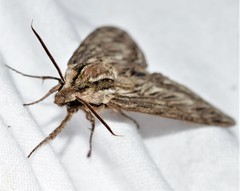 Sphinx canadensis