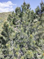 Pinus quadrifolia