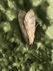 Halysidota tessellaris