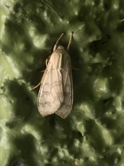 Halysidota tessellaris