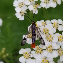 Synanthedon acerrubri