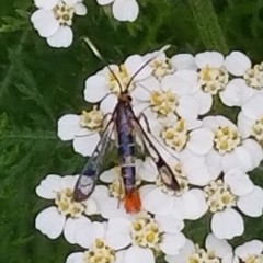 Synanthedon acerrubri