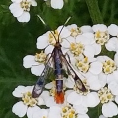 Synanthedon acerrubri