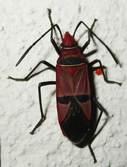Dysdercus fasciatus