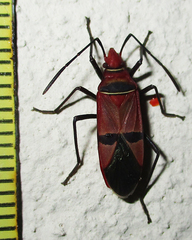 Dysdercus fasciatus