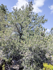 Pinus quadrifolia