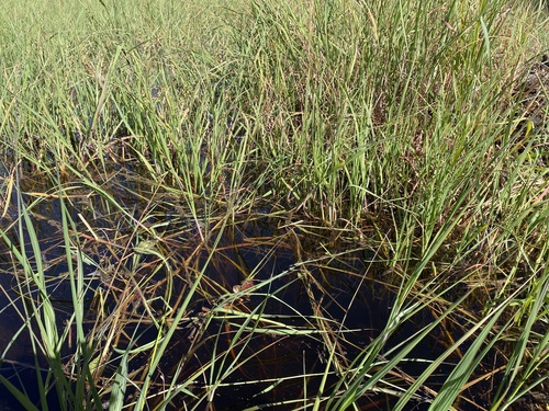 hippo grass