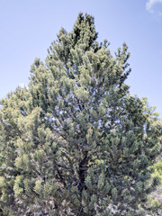 Pinus quadrifolia