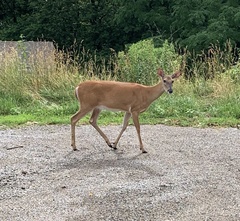 Odocoileus virginianus