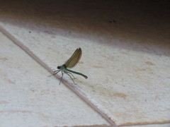 Calopteryx syriaca