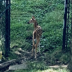 Odocoileus virginianus
