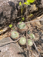 Mammillaria scrippsiana