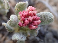 Eriogonum gracilipes