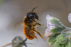Osmia tricornis