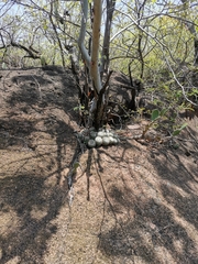 Mammillaria scrippsiana