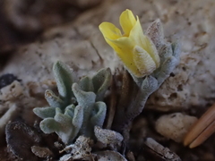 Physaria kingii