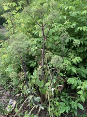 Angelica archangelica