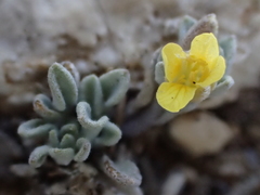 Physaria kingii
