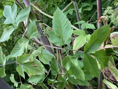 Angelica archangelica