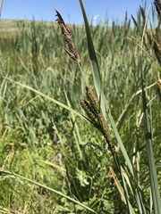 Carex nebrascensis