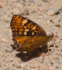 Phyciodes orseis