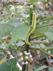 Macroglossum passalus