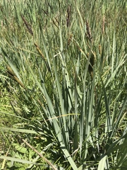 Carex nebrascensis