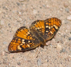 Phyciodes orseis
