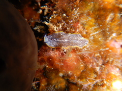 Prostheceraeus moseleyi