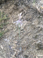 Allium flavum tauricum